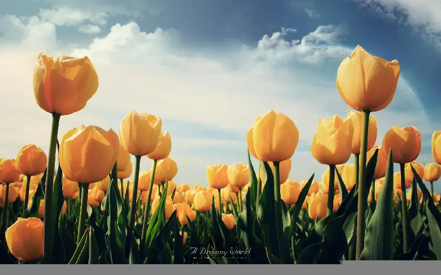 Masterpiece Wallpaper of Yellow Tulips for Windows 12