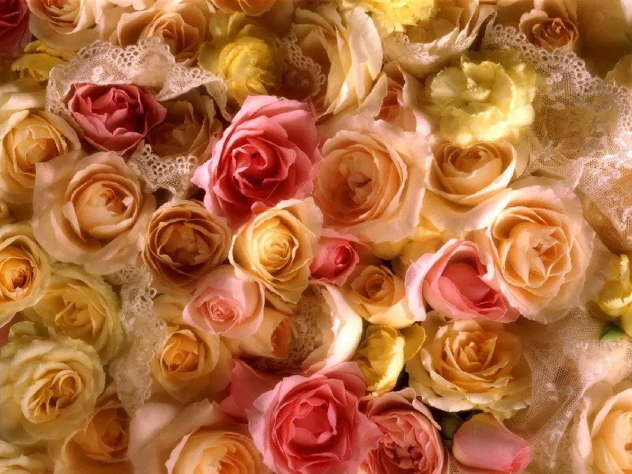 Download the most beautiful peach rose wallpaper in HD quality 
