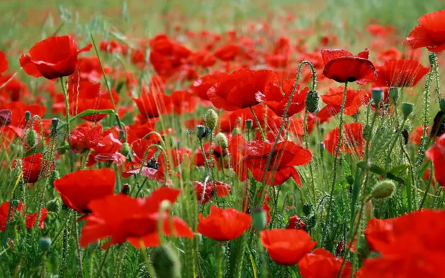 Download a bright and beautiful background photo of poppies Wild Red FUII HD Quality