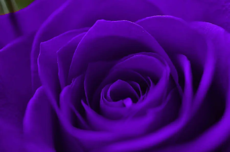 A large and wide background of purple rose petals in excellent quality suitable for Telegram