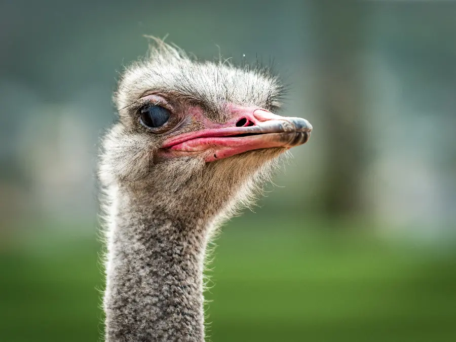 A quiet and silent ostrich wallpaper in the forest