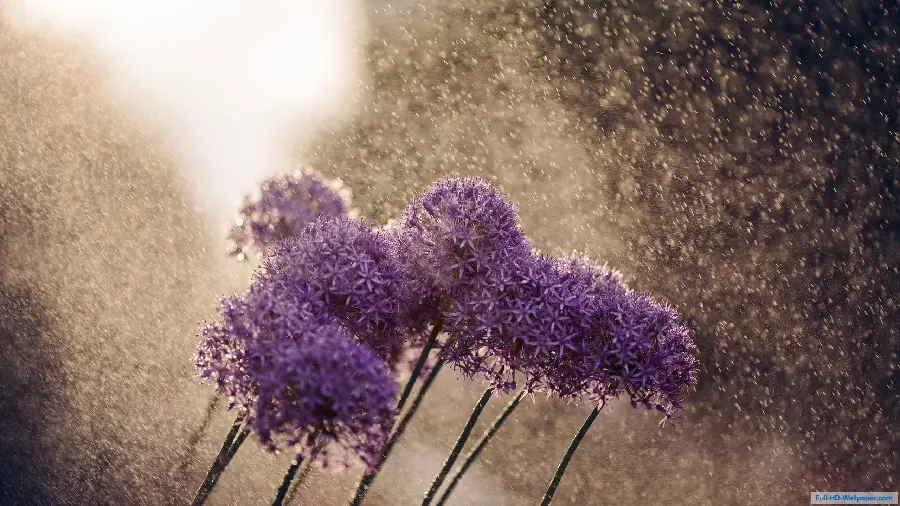 The most beautiful purple flower background under the rain with 4K quality