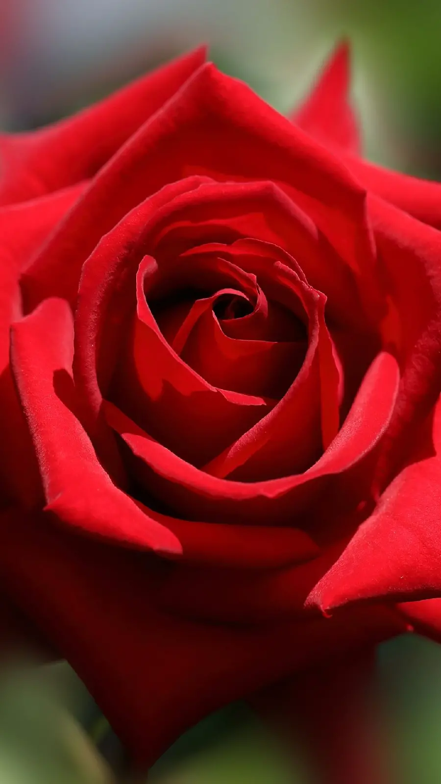 The most famous profile picture with a special red rose design