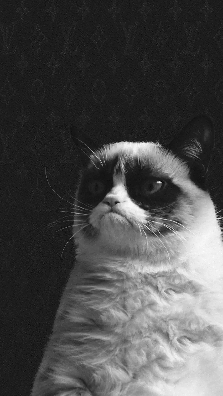 The latest poster of a bored and stubborn cat with black ears and eyes