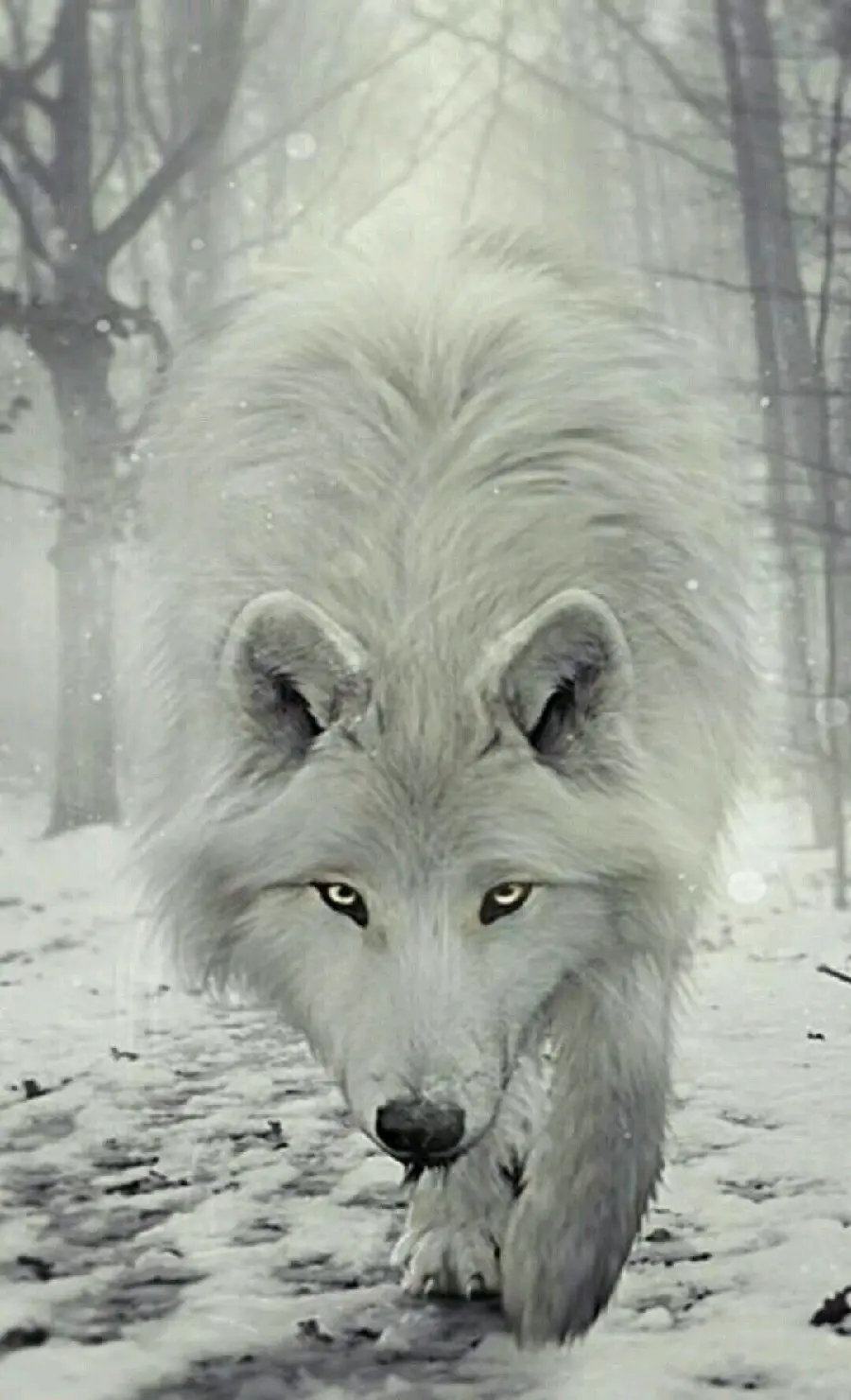 Stock Photo of White and Predatory Wolf with Special Quality