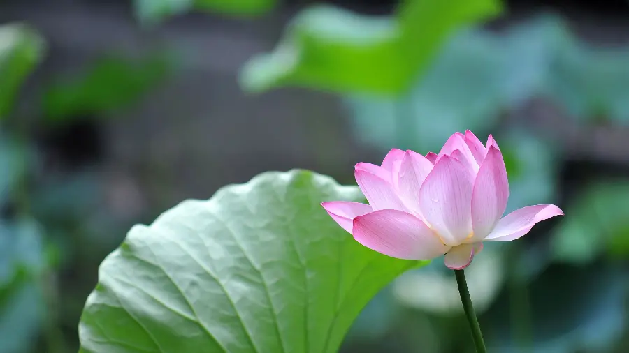 Water lily image for Apple mobile background