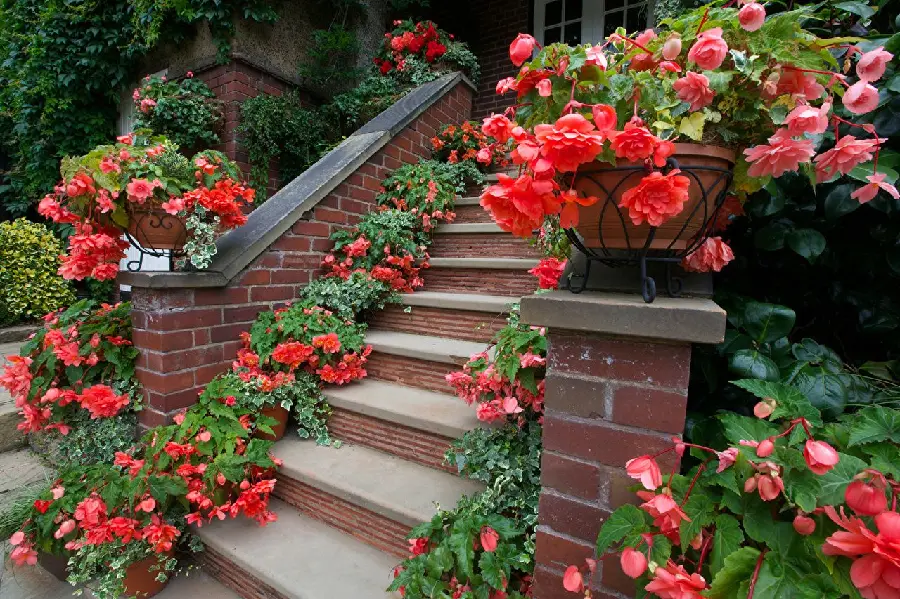 Stylish image of a staircase decorated with beautiful begonia flowers at the entrance of a building