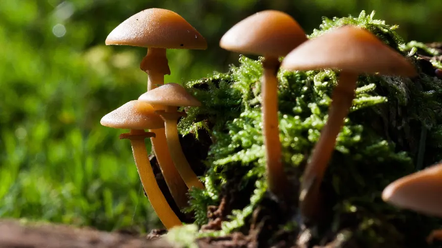 The newest nature background with the role of interesting mushrooms in lush nature 