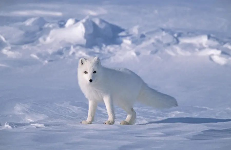 A photo of a white arctic fox looking from afar for a wallpaper