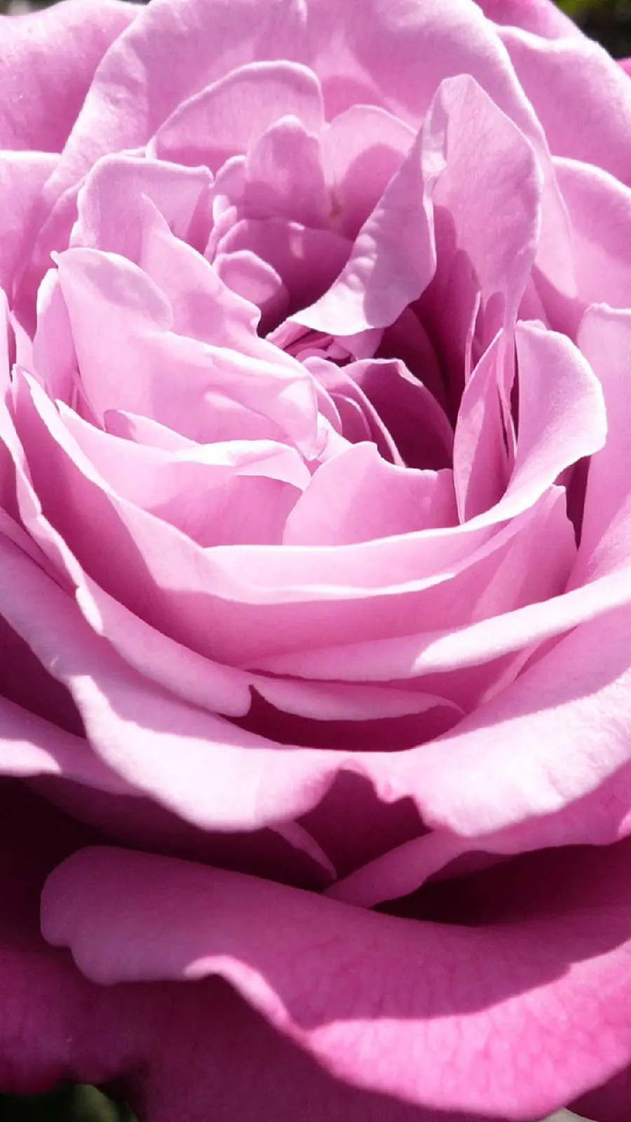 Huge Background Image of Purple Rose Petals in HD Quality