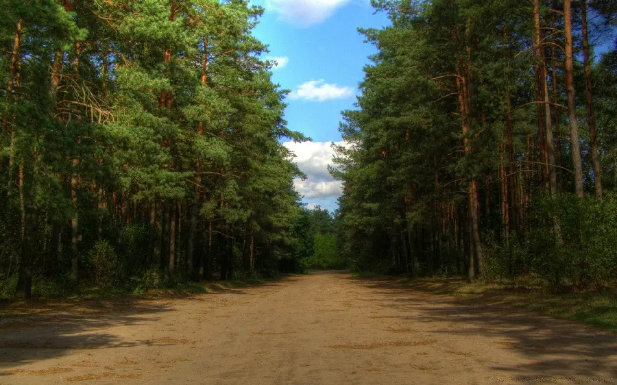 Attractive Image of a Long Road in the Heart of the Forest for Desktop 