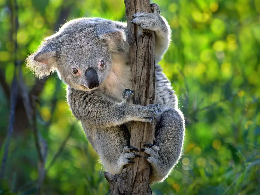 The image of a cute koala bear clinging to a tree in HD quality