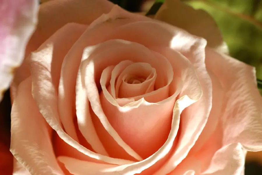 Super Beautiful Picture of Peach Roses in High Quality