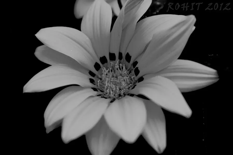 Magical and Formless Flower Blooming in a High Quality Black and White View