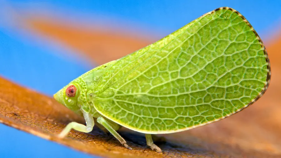 A very interesting leaf-shaped animal image with Ultra HD quality 
