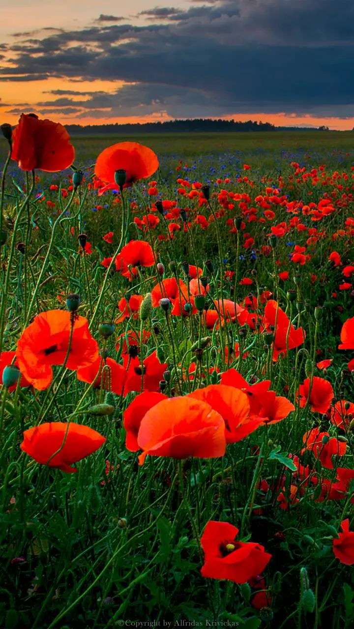 Download a special poster of folded wild red poppies in HD quality