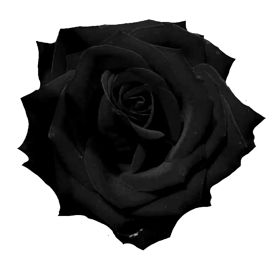 Black flower image with all-white background in free PNG format