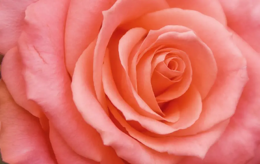 Beautiful and spectacular wallpaper with peach rose design