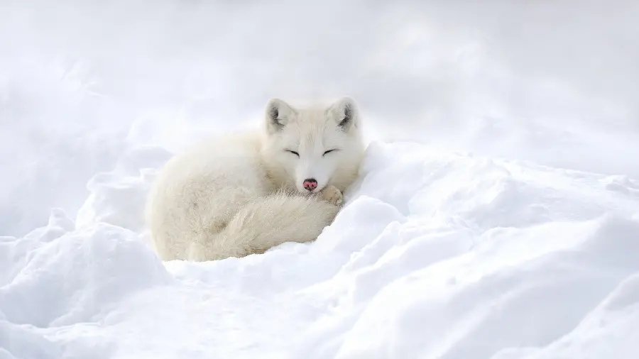 Photo of the beautiful white arctic fox in the snow for the background