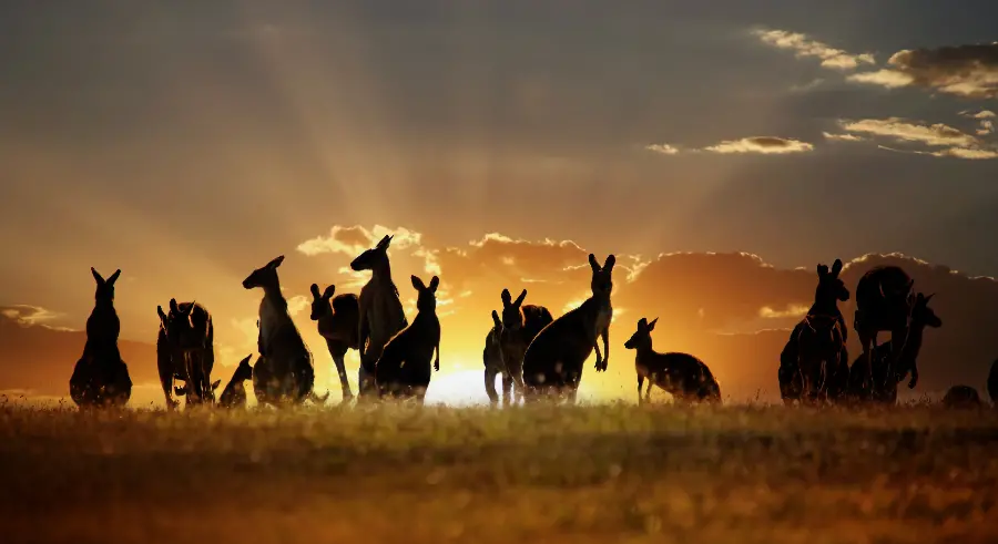 Dark and unclear background of a herd of kangaroos against the light of the setting sun