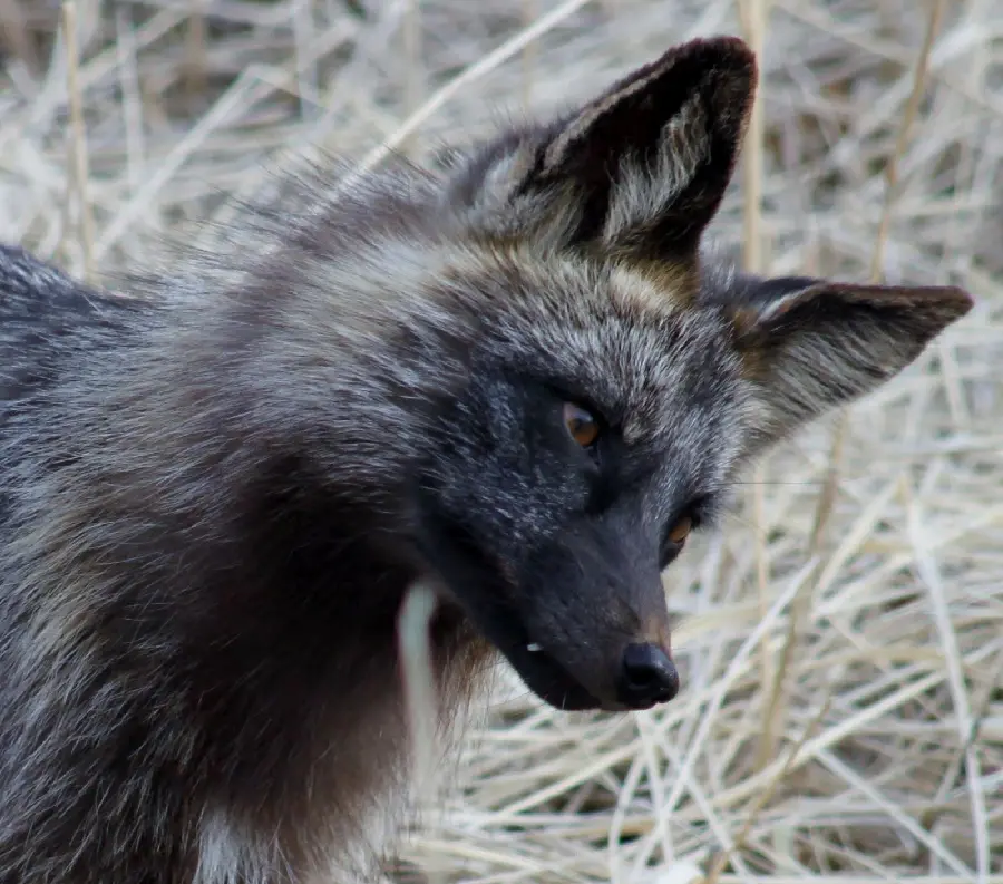 Download the reverse background with HD quality of a beautiful silver fox suitable for tablets