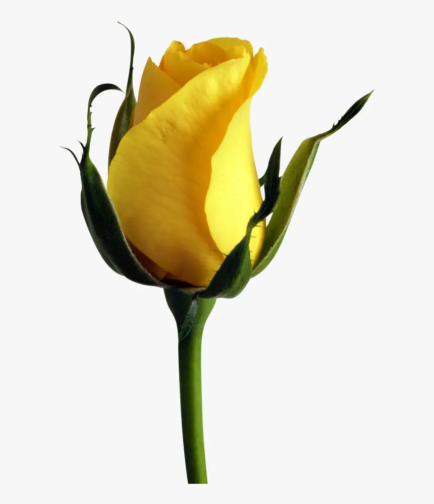 Special wallpaper of yellow rose bud with white background for desktop 