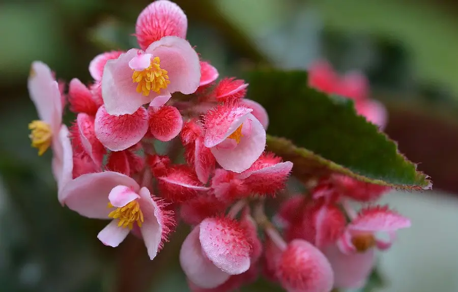 Fluffy and delicate flowers of bright pink begonia in full HD quality suitable for tablets