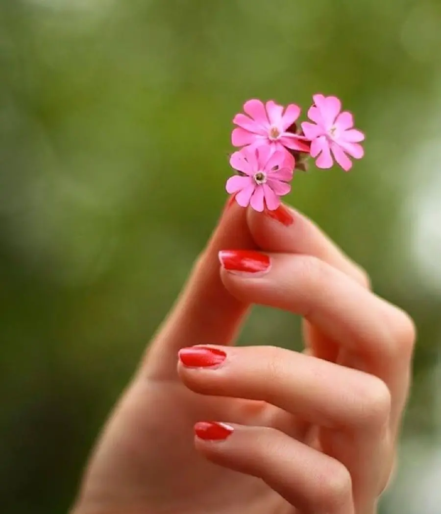 Lovely background photo of three light pink flowers