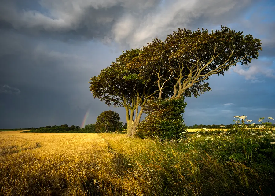 The most attractive beautiful nature background with excellent Full HD quality 