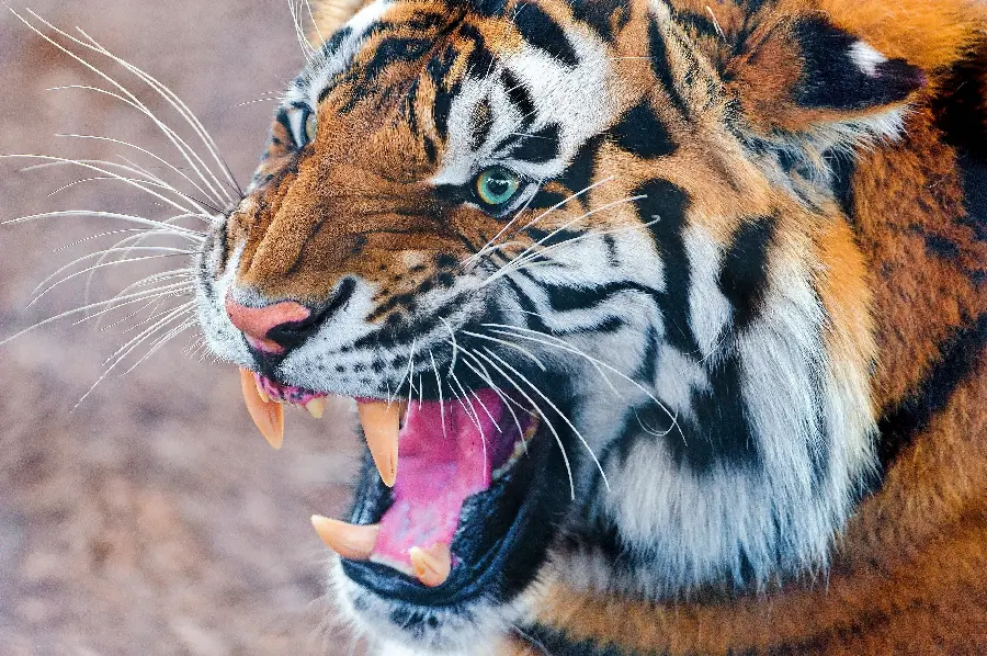 Frightening roar of an angry tiger background for desktop