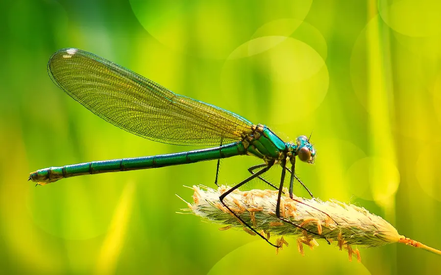 Beautiful Dragonfly Photo