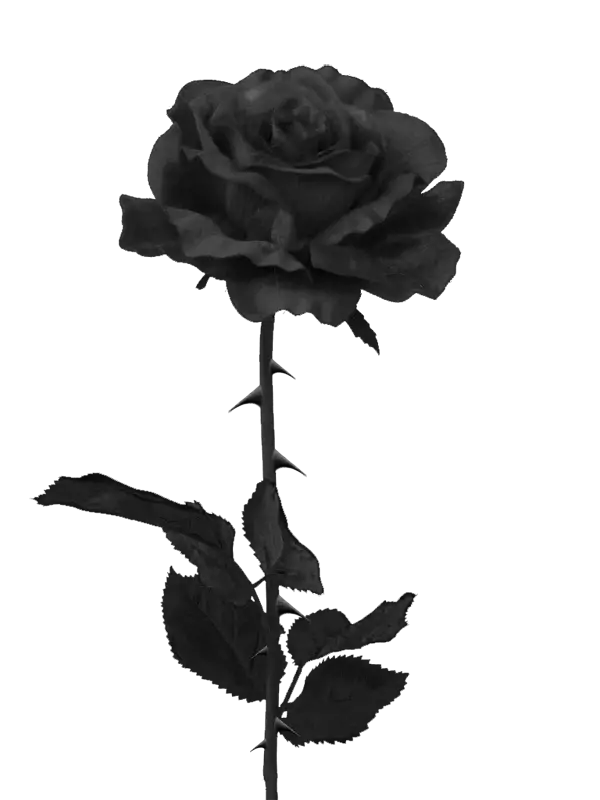 8K image without black flower background for clip editing Condolences