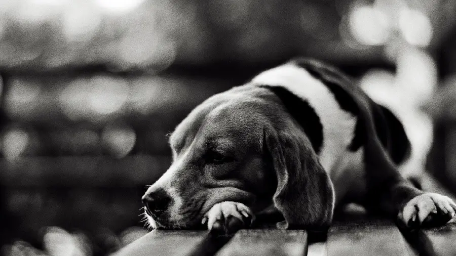 Sad Happo profile photo with a special black and white color tag 