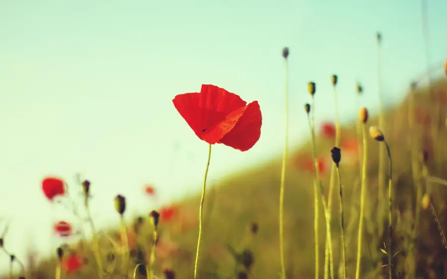 Download artificial stock photo of wild red poppies