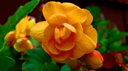 Beautiful Begonia Flower Images in Full HD Quality