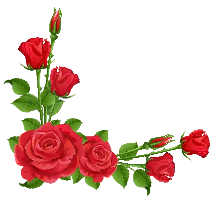 Red flower border without background for photo editing in Inshot