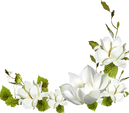Beautiful white flower in a dreamy graphic view for clip