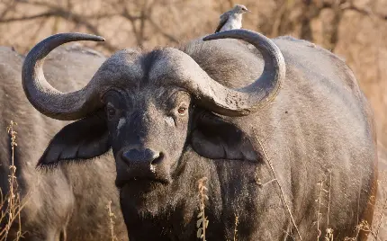 Buffalo and Bison Images in Forest and Desert with Full HD Quality