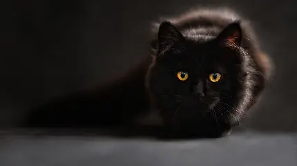 Adorable and Cute Cat Wallpapers for Desktop and Laptop
