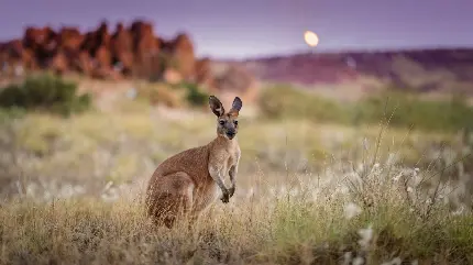 Download Stunning Kangaroo Wallpapers - Real and Beautiful