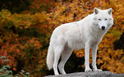 Download 35 White Wolf Images for Profile and Wallpaper