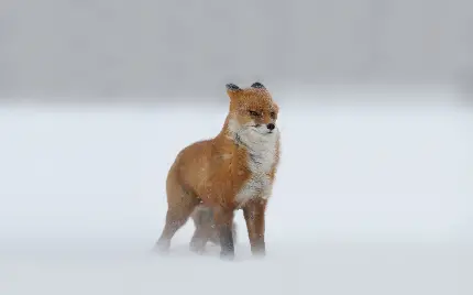 Download 35 Best Fox Wallpapers - Cute and Beautiful Designs