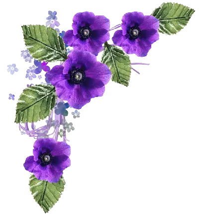 Purple flower background photo for a greeting card in PNG format for free
