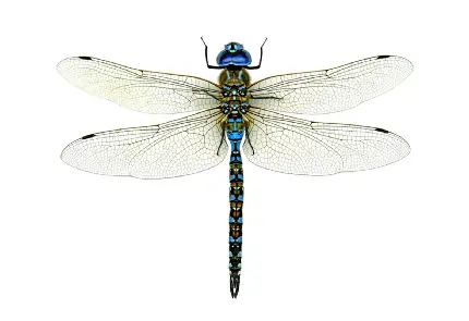 Download Beautiful and Interesting Dragonfly Images with High Quality