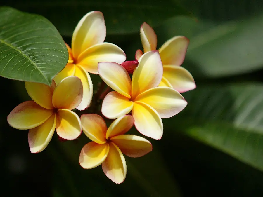 Beautiful Plumeria Flower in Beautiful Yellow Color For Telegram Profile 