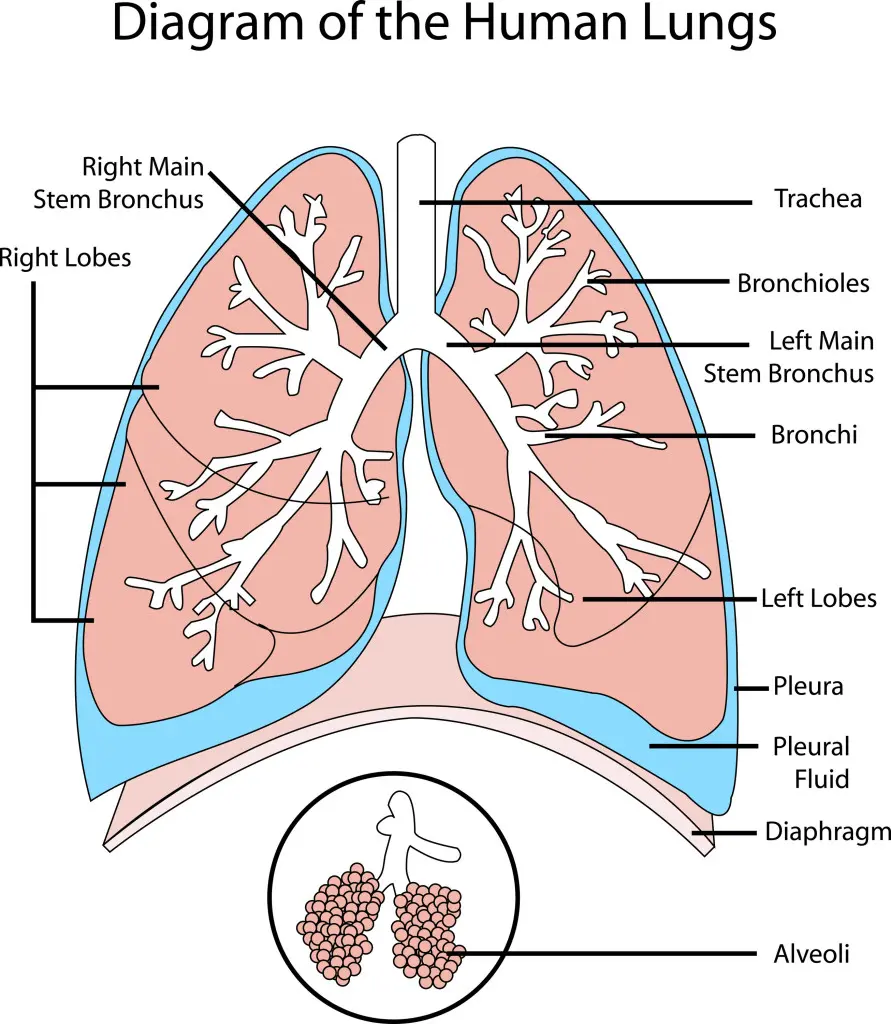 Photo and diagram of the different parts of the human respiratory system and lungs