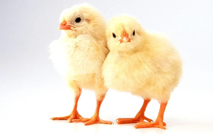 Download profile picture of two friendly chicks with excellent 4K quality