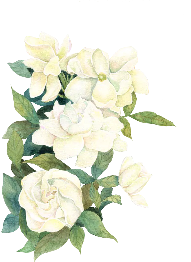 White rose PNG photo for Photoshop
