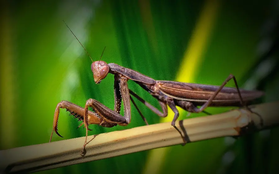 The latest photo of a brown praying mantis with special quality