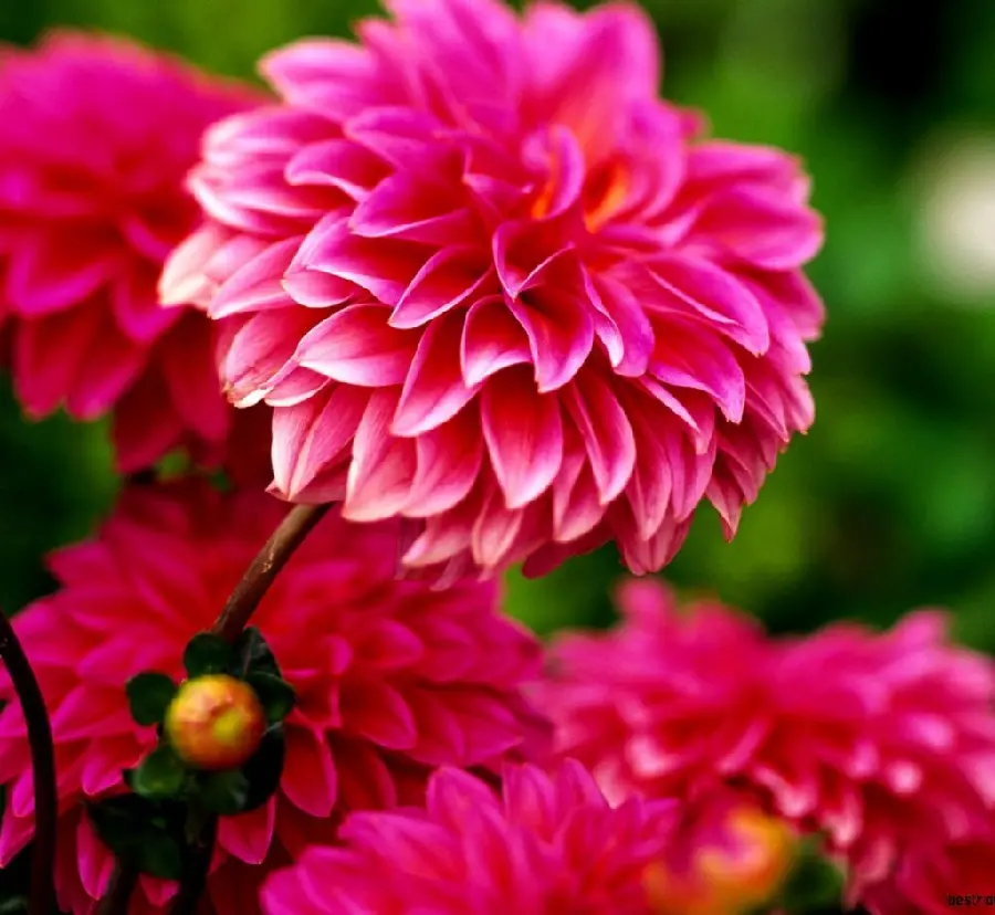 4K Quality Spring Pink Flower Photo